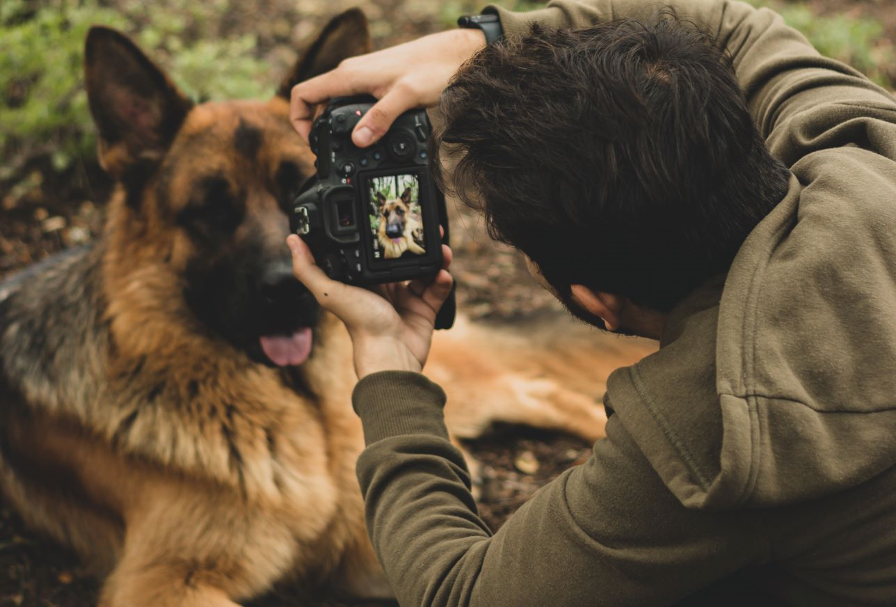 Spot a suspected lost pet or stray animal | Furstamp